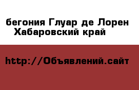 бегония Глуар де Лорен - Хабаровский край  »    